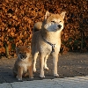 Shiba