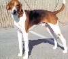 American foxhound