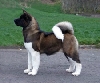 Amerikaanse akita of Great Japanese dog