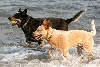 Australian cattle dog of Australische veedrijvershond