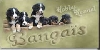 Hobbykennel Bangaïs