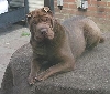 Shana Bonbon van Jari Sharpei Home  ( Bonnie )HD-A