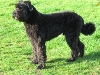 Bouvier des Flandres of Vlaamse koehond