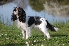 Cavalier King Charles-spani&euml;l