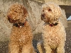 Australian Labradoodle Association Europe