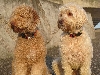 Australian Labradoodle Association Europe