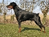 Dobermann