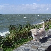 Irish Glen of Imaal terrier Club Nederland