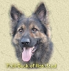 Fadi-Buck of Heartland