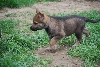 Tsjechoslowaakse Wolfhondenkennel van 't Aelse Sluske