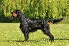 Gordon setter