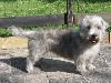 Irish Glen of Imaal terrier Club Nederland