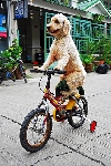 Fietsen met de hond