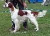 Ierse rood-witte setter