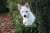 Zwitserse witte herder