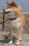 shiba