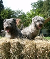 Irish Glen of Imaal terrier Club Nederland