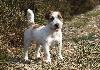 Jack russell terrier