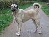 Anatolische herder of Kangal