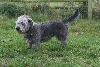 Irish Glen of Imaal terrier Club Nederland