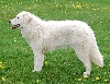 Kuvasz