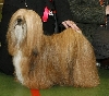Lhasa Apso