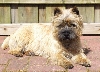 Cobby Body Up To Date