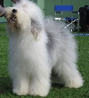 Old English sheepdog of Bobtail