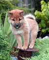 Shiba