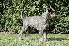 Riesenschnauzer