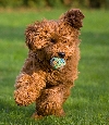 Australian Labradoodle Association Europe