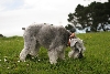 Honden ruiken goed