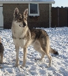 Saarloos wolfhond