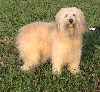Schafpudel