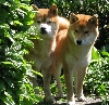 Geert Jan Wagemans - Jaklho Shiba Inu -