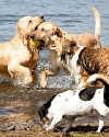 Honden spelen