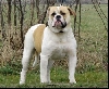 American Bulldog Rasvereniging Nederland