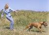 Hond aan de lijn laten lopen