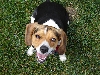 Trouwe honden