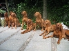 Vizsla Kortharen  > Kennel van de Verre Hoeve <