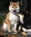 Shiba