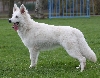 Zwitserse witte herder