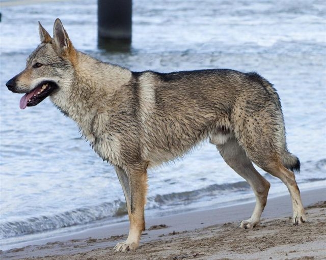 Tsjecho-Slowaakse wolfhond