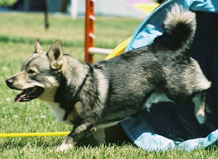 Västgötaspets of Vallhund