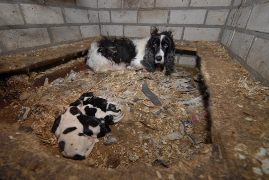 Gratis Hond En De Handelaar | Algemene Informatie | Honden & Hondenrassen