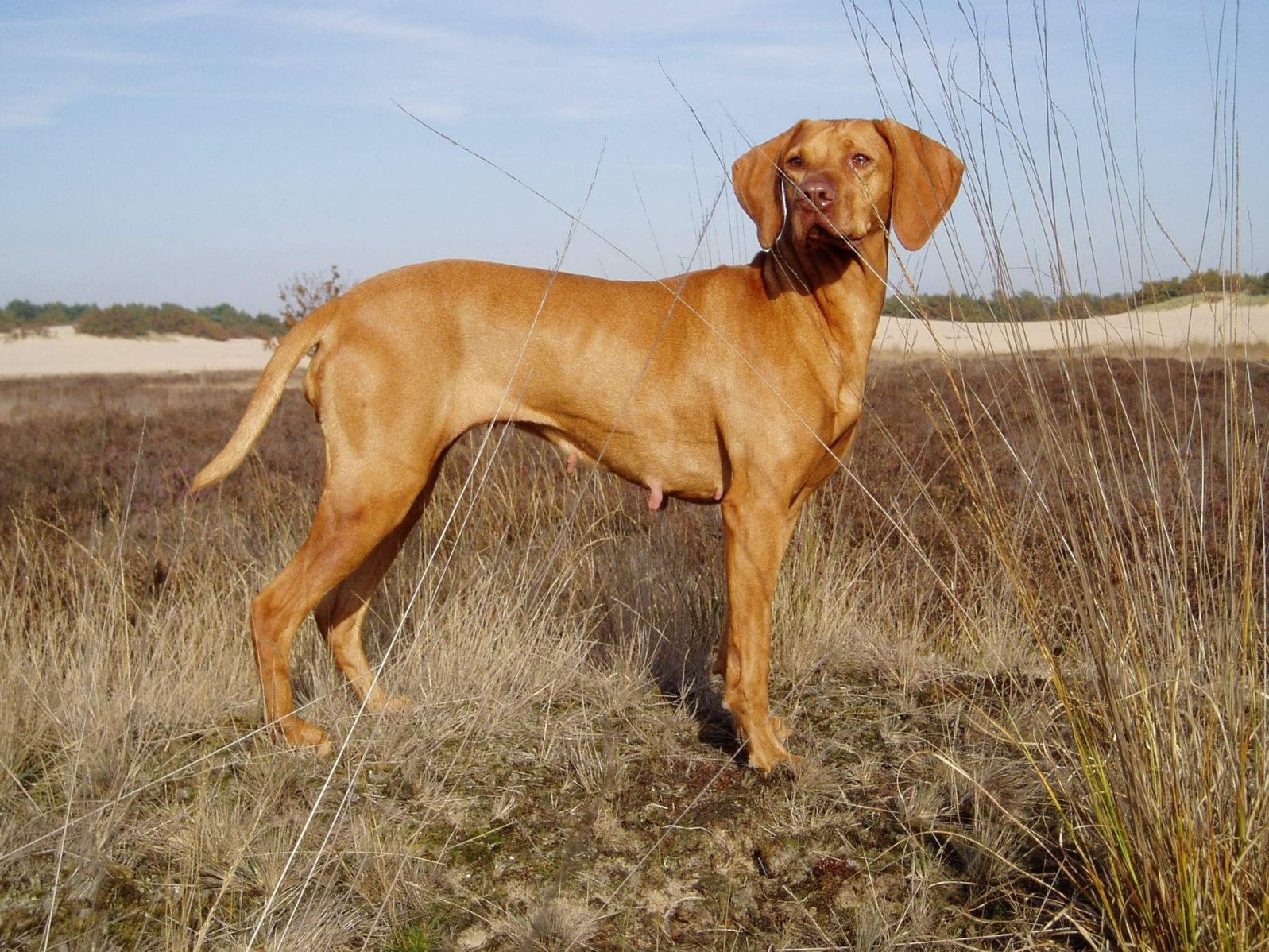 Verrassend Vizsla Korthaar | Rassen | Honden & Hondenrassen JU-51