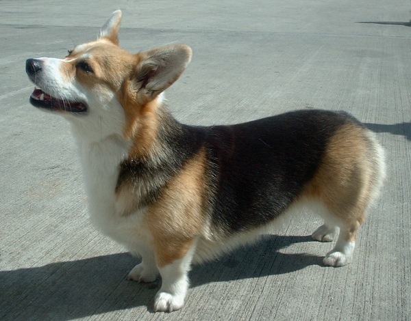 Welsh corgi