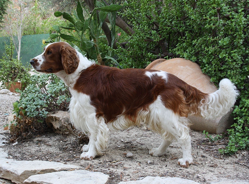 Welsh springer spaniël