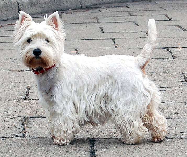 West Highland white terriër