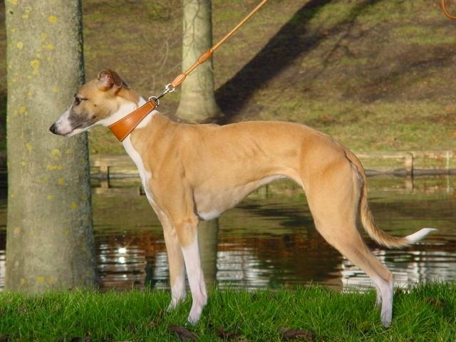 Whippet